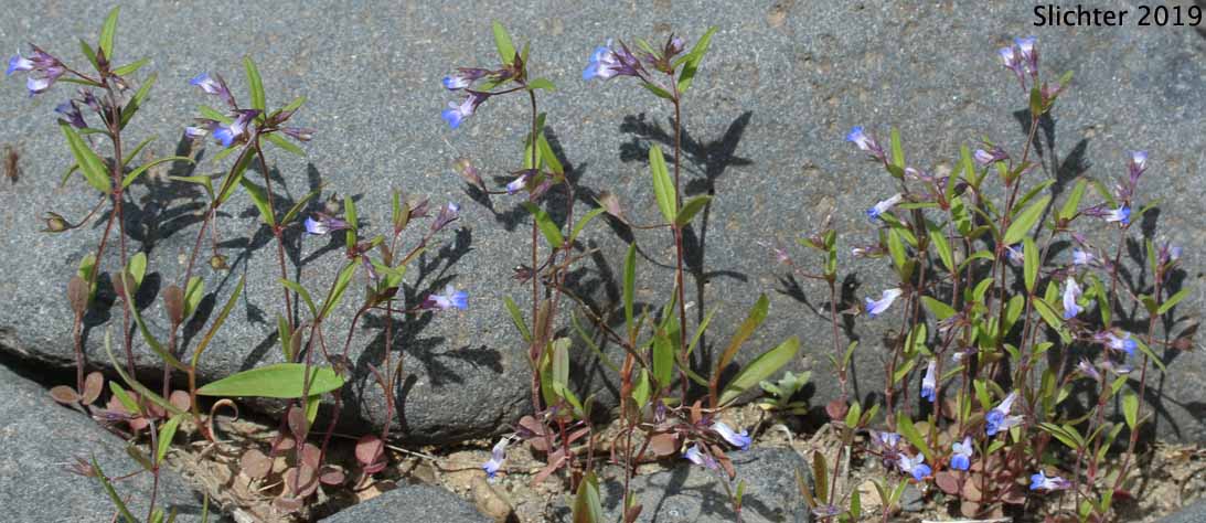 Maiden Blue-eyed Mary, Small-flowered Blue-eyed Mary: Collinsia parviflora (Synonyms: Antirrhinum tenellum, Collinsia grandiflora var. pusilla, Collinsia tenella)