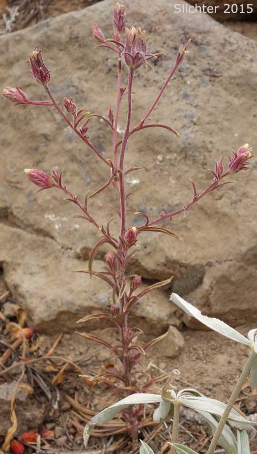Inflorescence of Yakima Birdbeak, Yakima Bird's-beak: Cordylanthus capitatus