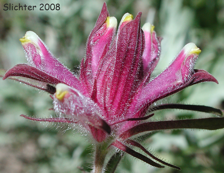 Inflorescence of Cordylanthus capitatus (Synonym: Cordylanthus nevadensis)