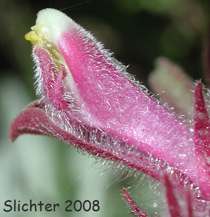 Sideview of the flower of Cordylanthus captiatus (Synonym: Cordylanthus nevadensis)