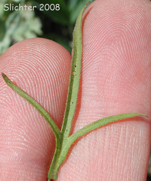 Leaf of Cordylanthus capitatus (Synonym: Cordylanthus nevadensis)