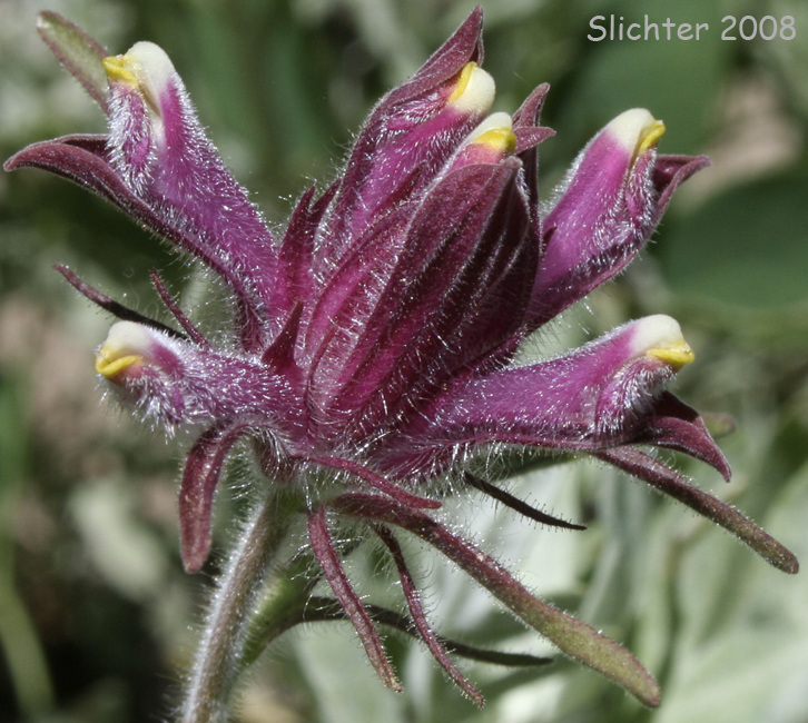 Yakima Birdbeak, Yakima Bird's-beak: Cordylanthus capitatus