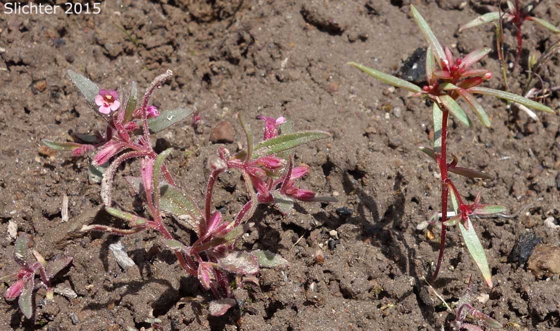 Dwarf Groundsmoke: Gayophytum humile (Synonyms: Gayophytum humile var. hirtellum, Gayophytum humile var. humile, Gayophytum nuttallii)