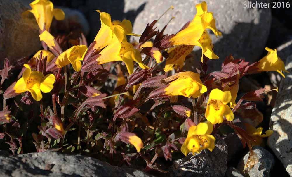 Large Mountain Monkey-flower, Subalpine Monkeyflower: Erythranthe caespitosa (Synonyms: Mimulus tilingii, Mimulus tilingii var. caespitosus)