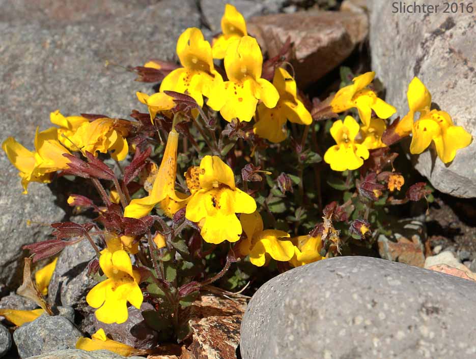 Large Mountain Monkey-flower, Subalpine Monkeyflower: Erythranthe caespitosa (Synonyms: Mimulus tilingii, Mimulus tilingii var. caespitosus)