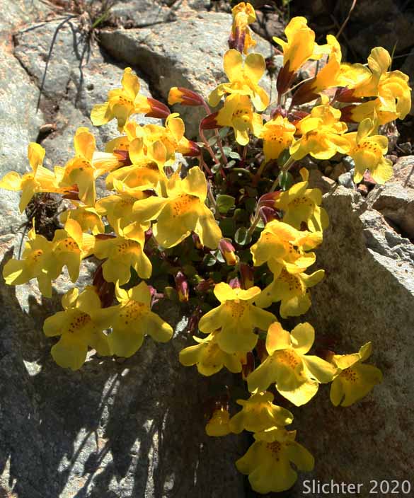 Large Mountain Monkey-flower, Subalpine Monkeyflower: Erythranthe caespitosa (Synonyms: Mimulus tilingii, Mimulus tilingii var. caespitosus)