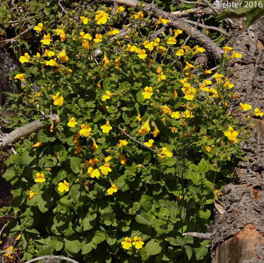 Common Monkeyflower, Common Monkey Flower, Seep Monkeyflower, Seep Monkey-flower, Yellow Monkey Flower: Erythranthe guttata (Synonyms: Mimulus guttatus, Mimulus guttatus ssp. guttatus, Mimulus guttatus var. guttatus, Mimulus guttatus var. lyratus, Mimulus guttatus var. puberulus, Mimulus lyratus, Mimulus langsdorffii)