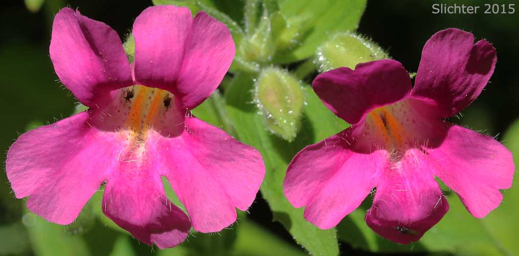 Lewis' Monkeyflower, Great Purple Monkeyflower, Purple Monkey-flower: Erythranthe lewisii (Synonym: Mimulus lewisii)