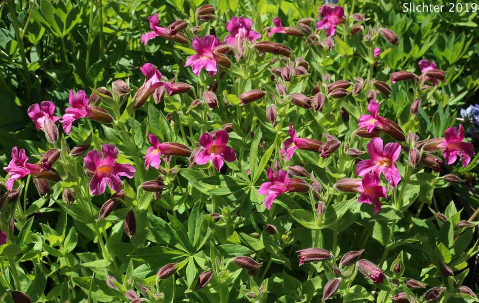 Lewis' Monkeyflower, Great Purple Monkeyflower, Purple Monkey-flower: Erythranthe lewisii (Synonym: Mimulus lewisii)