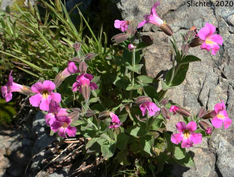 Lewis' Monkeyflower, Great Purple Monkeyflower, Purple Monkey-flower: Erythranthe lewisii (Synonym: Mimulus lewisii)