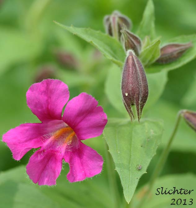 Lewis' Monkeyflower, Great Purple Monkeyflower, Purple Monkey-flower: Mimulus lewisii