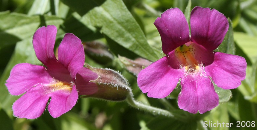 Lewis' Monkeyflower: Mimulus lewisii