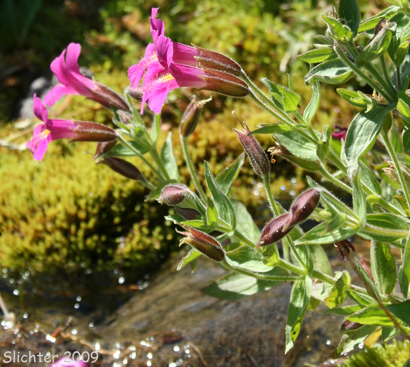 Lewis' Monkeyflower: Mimulus lewisii