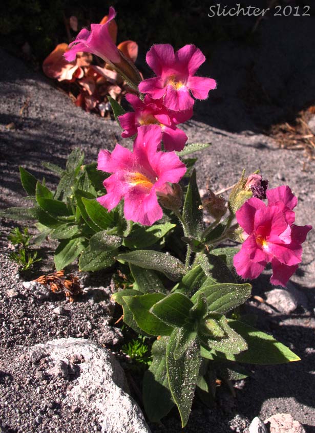 Lewis' Monkeyflower: Mimulus lewisii