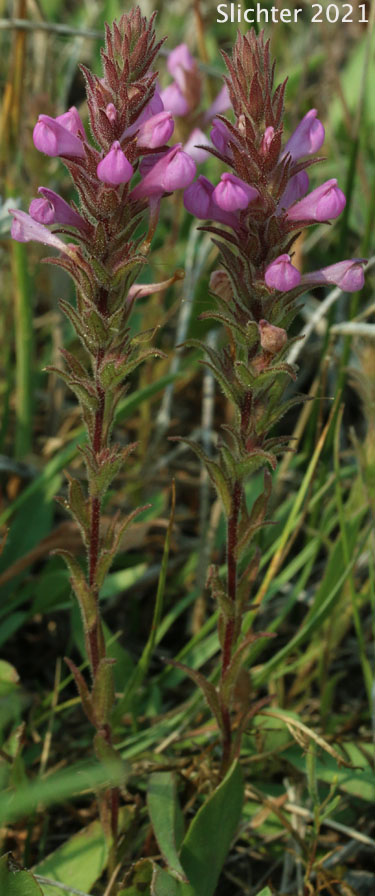 Rosy Owl Clover, Rosy Owl-clover: Orthocarpus bracteosus (Synonym: Orthocarpus bracteosus var. albus)