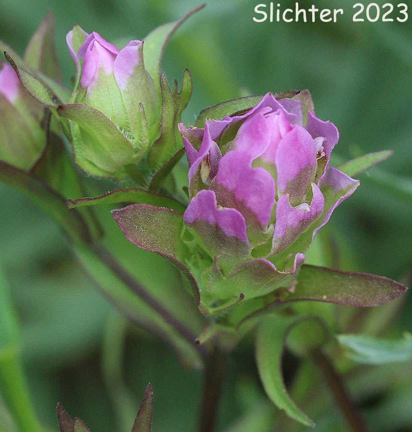 Mountain Owlclover, Mountain Owl-clover, Mountain Owl Clover: Orthocarpus imbricatus