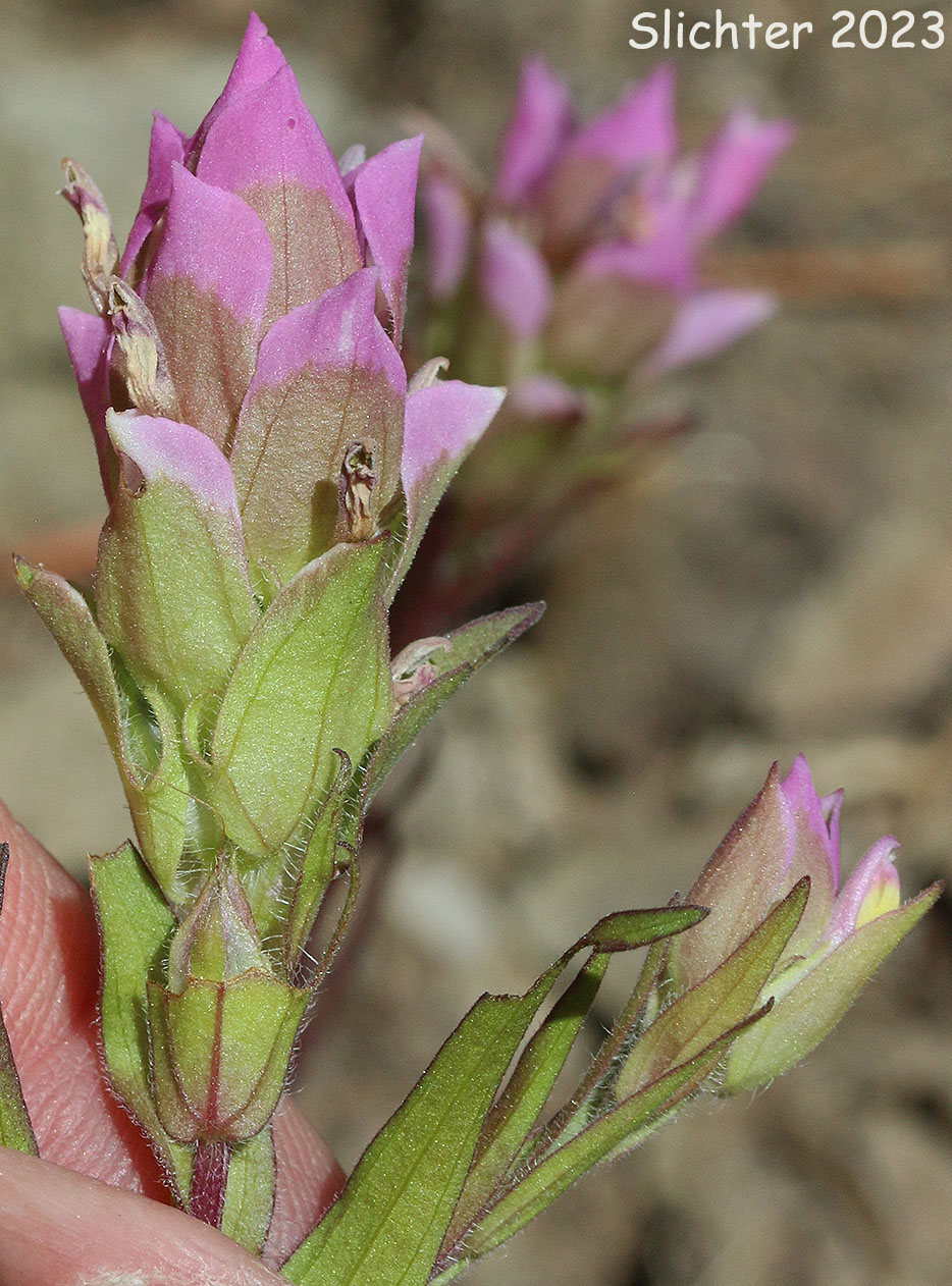 Mountain Owlclover, Mountain Owl-clover, Mountain Owl Clover: Orthocarpus imbricatus
