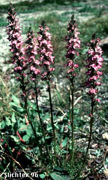 Little Elephant Head: Pedicularis attollens (Synonyms: Pedicularis attollens ssp. attollens, Pedicularis attollens ssp. protogyna)