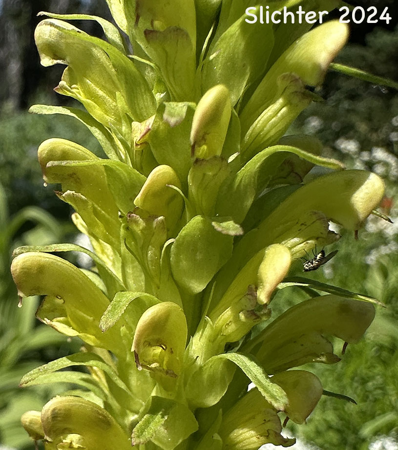 Bracted Lousewort, Towering Lousewort: Pedicularis bracteosa var. flavida (Synonym: Pedicularis flavida)
