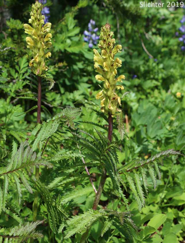 Bracted Lousewort: Pedicularis bracteosa var. latifolia (Synonyms: Pedicularis paddoensis, Pedicularis thompsonii)