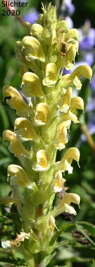 Bracted Lousewort: Pedicularis bracteosa var. latifolia (Synonyms: Pedicularis paddoensis, Pedicularis thompsonii)