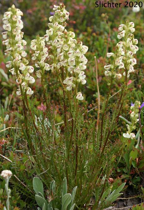 Coiled Pedicularis, Coiled-beak Lousewort, Coiled Lousewort, White-coiled Beak Lousewort: Pedicularis contorta var. contorta (Synonym: Pedicularis contorta)