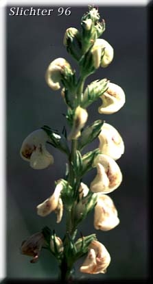 Coiled Pedicularis, Coiled-beak Lousewort, Coiled Lousewort, White-coiled Beak Lousewort: Pedicularis contorta var. contorta (Synonym: Pedicularis contorta)
