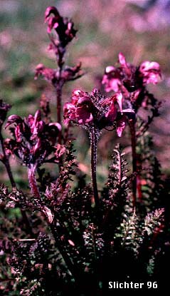 Birds Beak Lousewort, Birdsbeak Pedicularis, Ducksbill Lousewort: Pedicularis ornithorhyncha (Synonyms: Pedicularis pedicellata, Pedicularis subnuda)