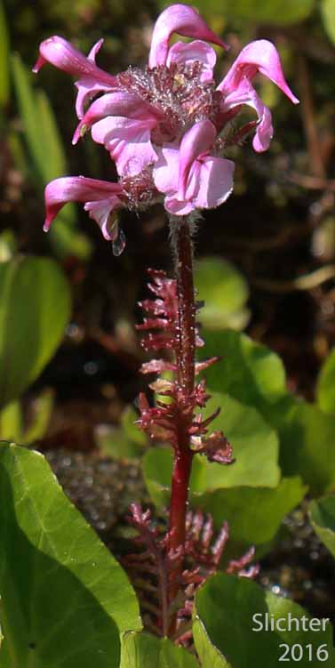 Birds Beak Lousewort, Birdsbeak Pedicularis, Ducksbill Lousewort: Pedicularis ornithorhyncha (Synonyms: Pedicularis pedicellata, Pedicularis subnuda)