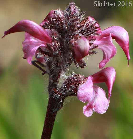 Inflorescence of Birds Beak Lousewort, Birdsbeak Pedicularis, Ducksbill Lousewort: Pedicularis ornithorhyncha (Synonyms: Pedicularis pedicellata, Pedicularis subnuda)