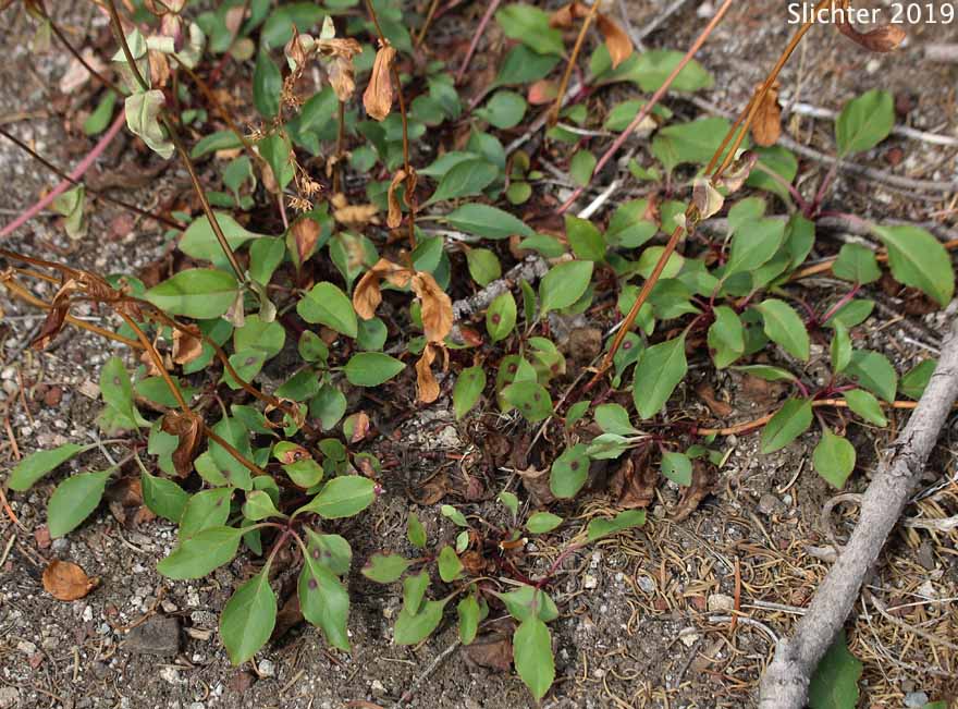 Basal leaves of Siskiyou Penstemon, Tongue-leaved Penstemon: Penstemon rattanii (Synonyms: Penstemon anguineus var. rattanii, Penstemon rattanii var. minor)