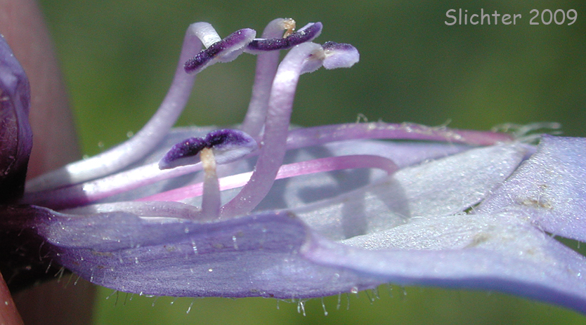 Internal parts of a flower of Siskiyou Penstemon, Tongue-leaved Penstemon: Penstemon rattanii (Synonyms: Penstemon anguineus var. rattanii, Penstemon rattanii var. minor)