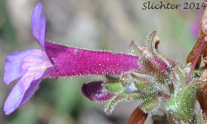 Sideview of a corolla of Sulfur Penstemon, Taper-leaved Penstemon: Penstemon attenuatus var. attenuatus (Synonym: Penstemon attenuatus ssp. attenuatus)