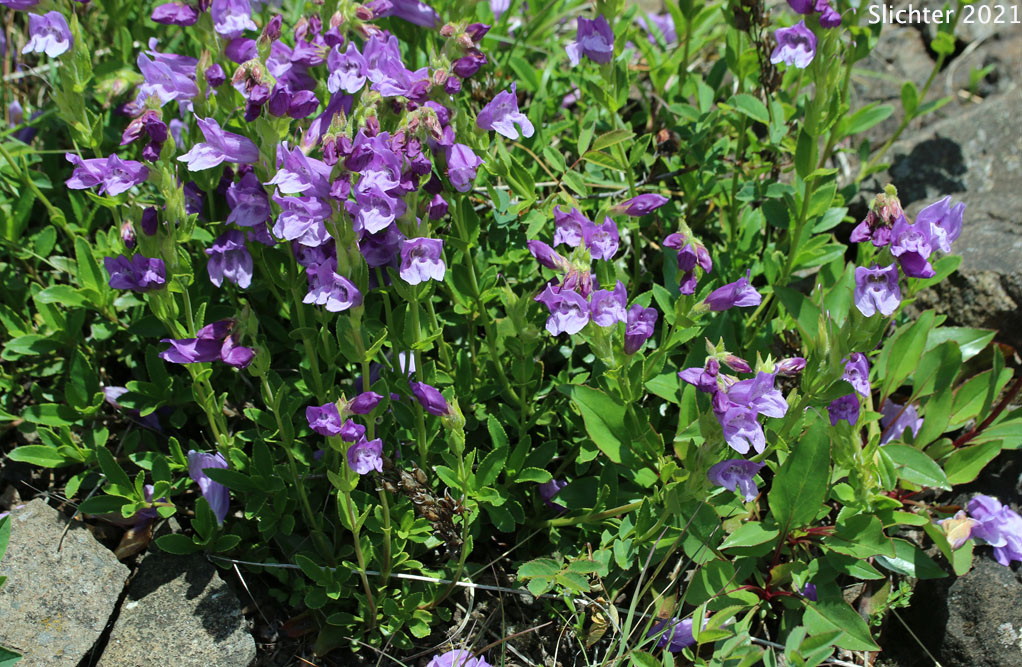 Cardwell's Penstemon, Cardwell's Beardtongue: Penstemon cardwellii