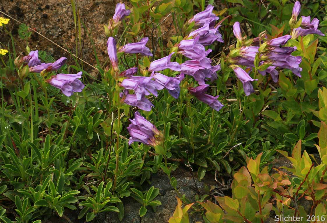 Cardwell's Penstemon, Cardwell's Beardtongue: Penstemon cardwellii