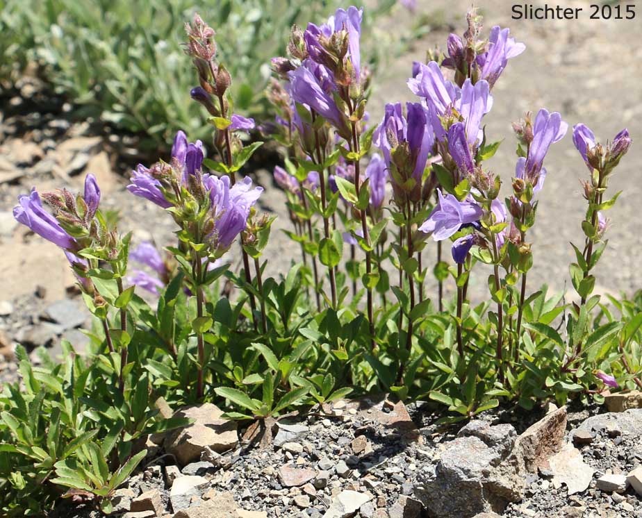 Cardwell's Penstemon, Cardwell's Beardtongue: Penstemon cardwellii