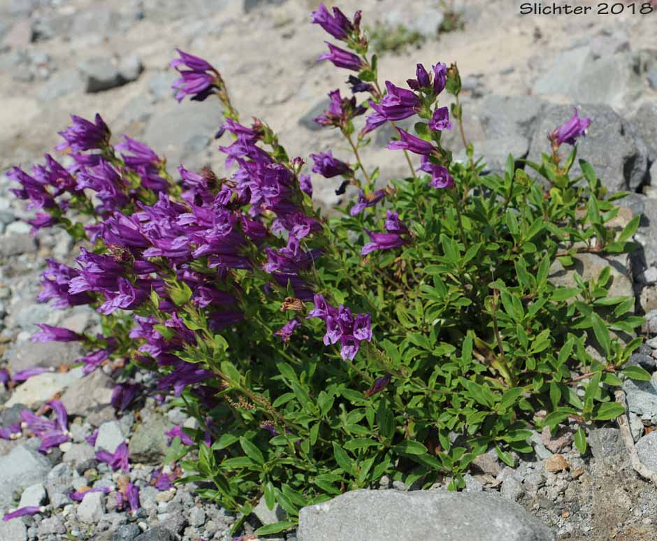 Cardwell's Penstemon, Cardwell's Beardtongue: Penstemon cardwellii