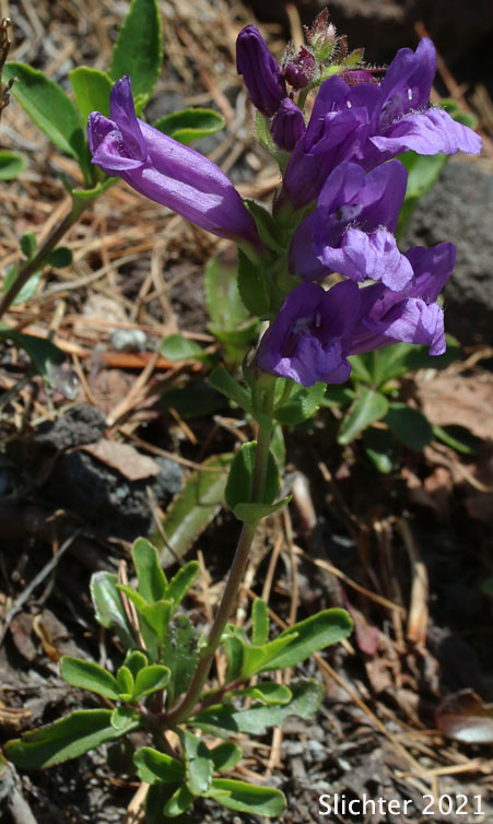 Cardwell's Penstemon, Cardwell's Beardtongue: Penstemon cardwellii