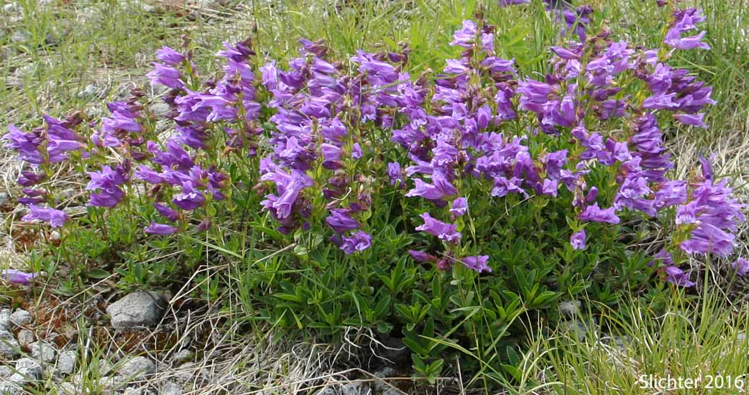 Cardwell's Penstemon, Cardwell's Beardtongue: Penstemon cardwellii