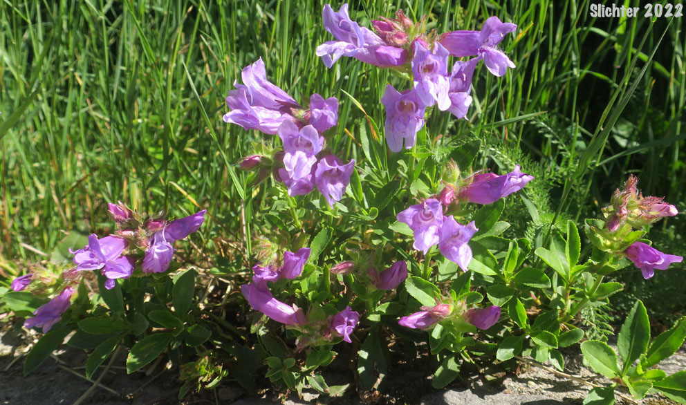 Cardwell's Penstemon, Cardwell's Beardtongue: Penstemon cardwellii