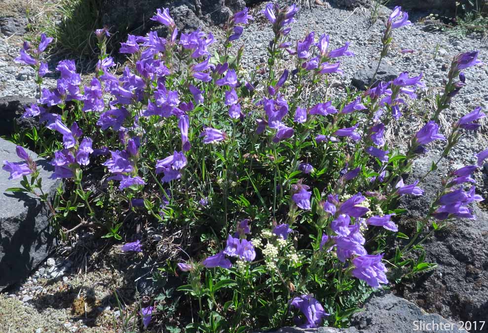 Cardwell's Penstemon, Cardwell's Beardtongue: Penstemon cardwellii