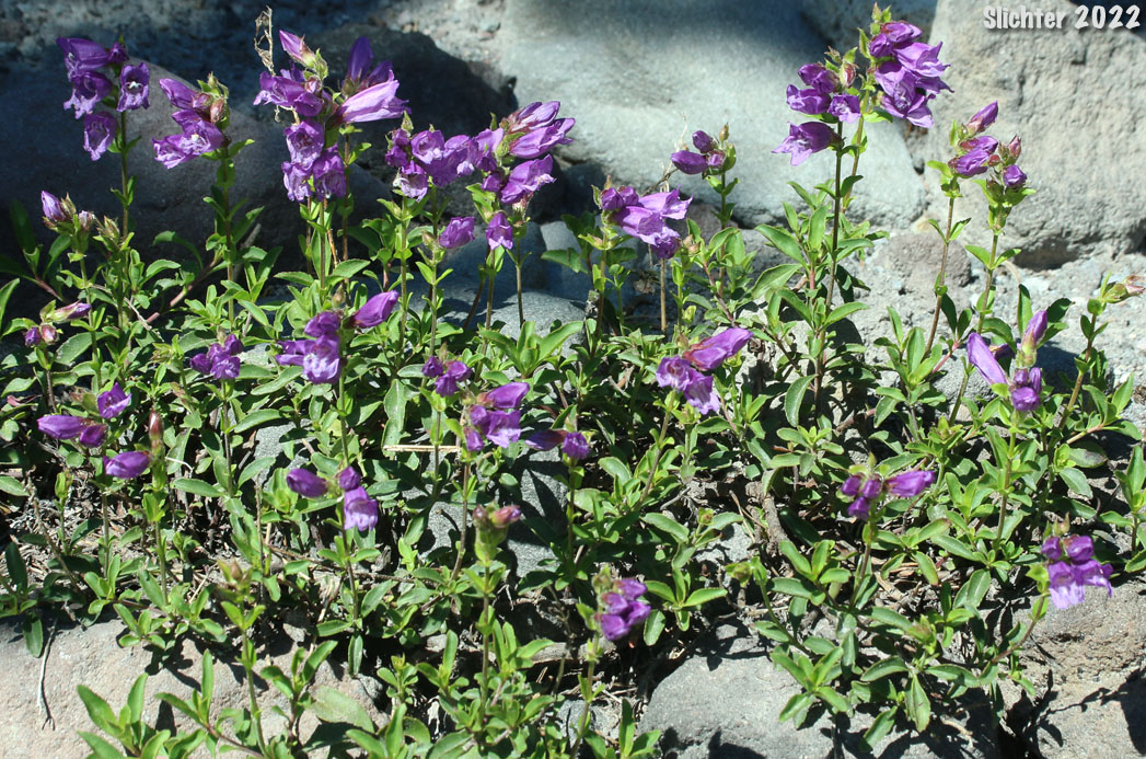 Cardwell's Penstemon, Cardwell's Beardtongue: Penstemon cardwellii
