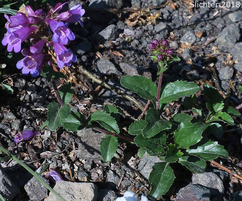 Cardwell's Penstemon, Cardwell's Beardtongue: Penstemon cardwellii