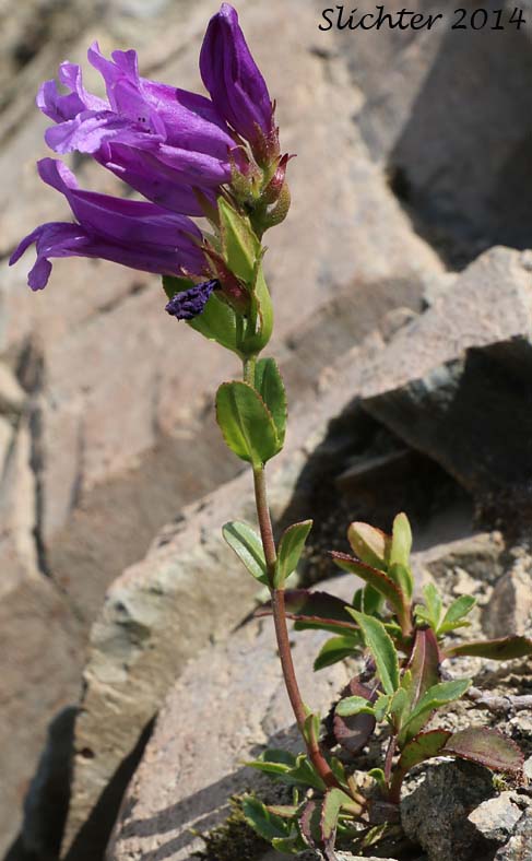 Cardwell's Penstemon, Cardwell's Beardtongue: Penstemon cardwellii