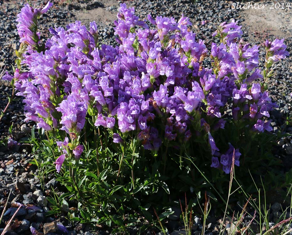 Cardwell's Penstemon, Cardwell's Beardtongue: Penstemon cardwellii