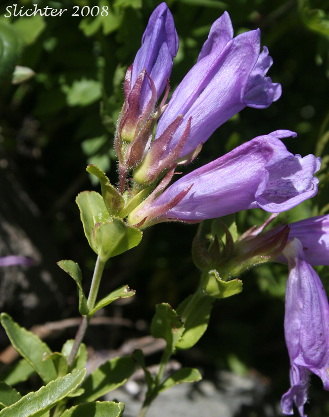 Cardwell's Penstemon, Cardwell's Beardtongue: Penstemon cardwellii