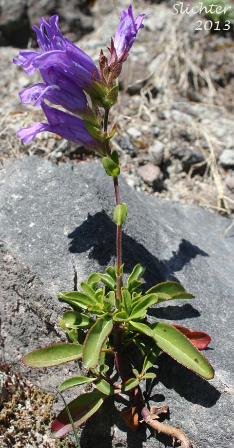 Cardwell's Penstemon, Cardwell's Beardtongue: Penstemon cardwellii