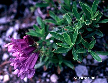 Cardwell's Penstemon: Penstemon cardwellii