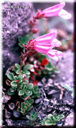 Davidson's Penstemon, Davidson's Beardtongue: Penstemon davidsonii var. davidsonii (Synonyms: Penstemon menziesii ssp. davidsonii, Penstemon menziesii ssp. thompsonii)