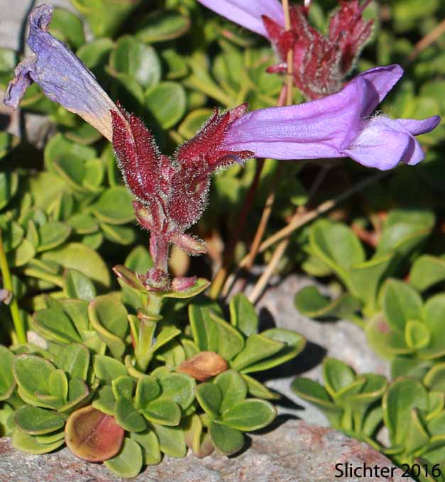 Davidson's Penstemon, Davidson's Beardtongue: Penstemon davidsonii var. davidsonii (Synonyms: Penstemon menziesii ssp. davidsonii, Penstemon menziesii ssp. thompsonii)